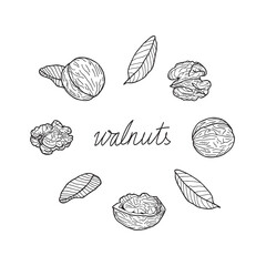 Set of walnuts on a white background. Hand-drawn vector illustration.	