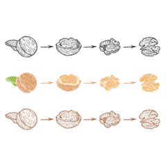 Set of walnuts on a white background. Hand-drawn vector illustration.	