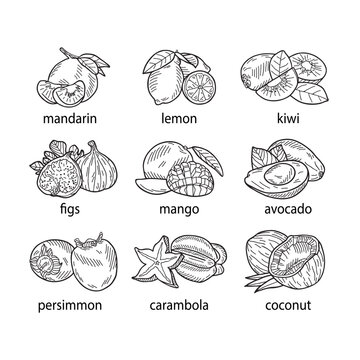 Hand-drawn vector illustration of a set of fruits.