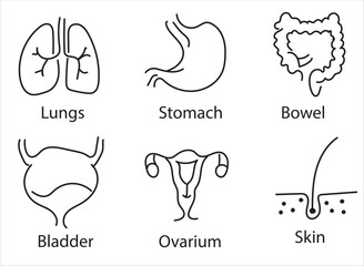 Human internal organs. Vector sketch isolated illustration. Hand drawn doodle anatomy symbols set.Reproductive system, lungs,liver,intestine,stomach,pancreas,kidney,uterus,intestine,galbladder