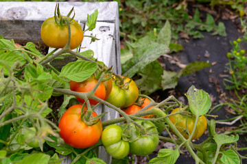 A closeup of a vibrant round red and green fresh Roma tomato growing on a healthy vine. The leaves surrounding the vegetable are a deep green color. There are a couple of small green tomatoes unripe.