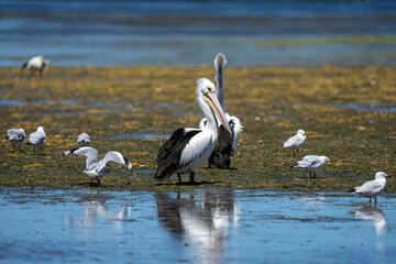 A Pelican bird in Australia at American River on Kangaroo Island