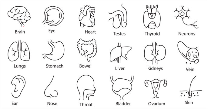 Human internal organs. Vector sketch isolated illustration. Hand drawn doodle anatomy symbols set.Reproductive system, lungs,liver,intestine,stomach,pancreas,kidney,uterus,intestine,galbladder