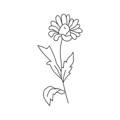 Single hand drawn daisy. Vector illustration in doodle style. Isolate on a white background.