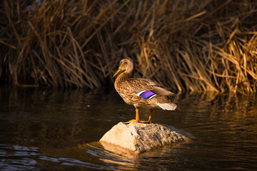 Mallard 