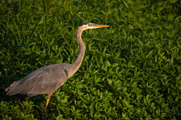 Great Blue Heron at Dusk