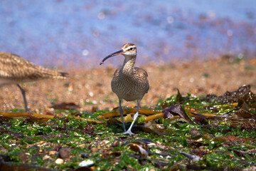Curlew