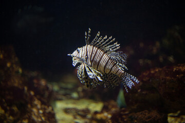 Bright beautiful ocean fish in blue sea water