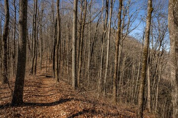 Obraz premium bartram trail