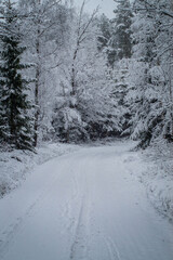 snow covered trees