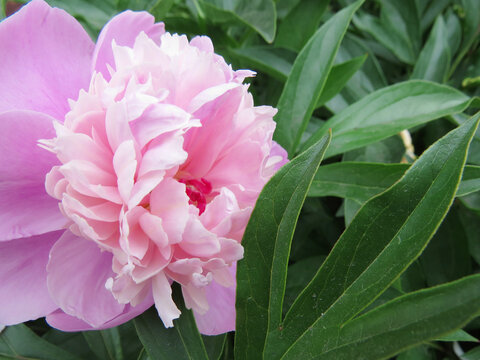 Beautiful photo  flower pink peony  close - up.  Blossom flowers daisy in the summer garden. Awesome floral  botanical background for flower market shop