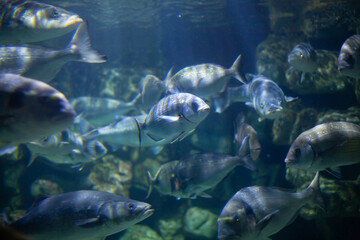 Bright beautiful ocean fish in blue sea water