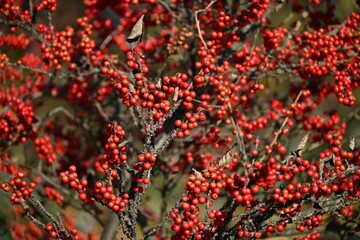 Japanese winterberry ( Ilex serrata ) berries.
Aquifoliaceae deciduous shrub. Pale purple flowers bloom in early summer and red berries ripen from autumn to winter.