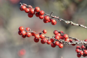 Japanese winterberry ( Ilex serrata ) berries.
Aquifoliaceae deciduous shrub. Pale purple flowers bloom in early summer and red berries ripen from autumn to winter.