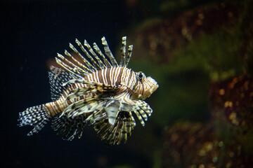 Bright beautiful ocean fish in blue sea water