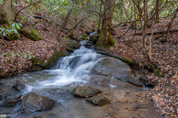 Fototapeta premium bartram trail