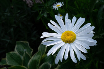 Fototapeta premium Macro of a single wild white daisy flower or a common daisy. Its flower head is a bright yellow. The European species has a white spoon shaped petals with a small black ant crawling on the petal.