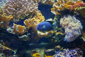 Fototapeta na wymiar Bright beautiful ocean fish in blue sea water