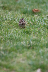 A song sparrow looking for food in the grass in autumn