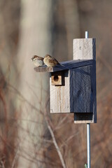 A male and female house sparrow sitting on a bluebird box