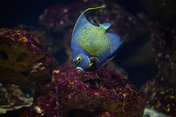 Bright beautiful ocean fish in blue sea water