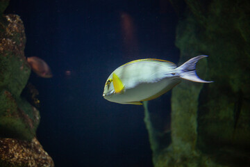 Obraz premium Bright beautiful ocean fish in blue sea water