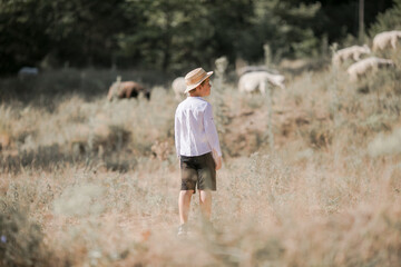 Naklejka na ściany i meble Rear on Caucasian small teen boy in hat walking outdoor in field and looking after sheep