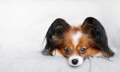  A close-up portrait of a dog lying on a bed looks into the frame against a light background.