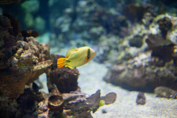 Bright beautiful ocean fish in blue sea water