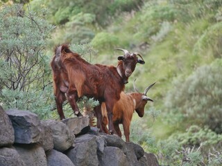 ziegen auf dem Felsen auf La Palma