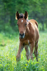  chestnut foal grazing  at pasture freely. summer sunny day