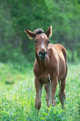 Naklejka na ściany i meble bay foal grazing at pasture freely. summer sunny day