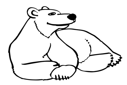 polar bear sketch vector black and white image for coloring