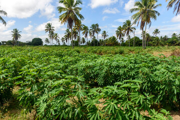 Cassava plantation in Conde, Paraiba, Brazil.