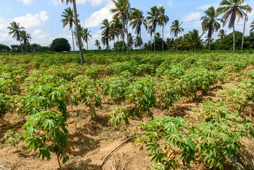 Fototapeta na wymiar Cassava plantation in Conde, Paraiba, Brazil.