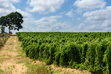 Fototapeta na wymiar Yam plantation in Conde, Paraiba, Brazil on December 21, 2022. Brazilian agriculture.