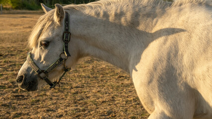 Horse portrait in the sun at sunset.White horse with white mane close-up portrait.White horse in paddock at sunset.Breeding and raising horses.Animal husbandry 