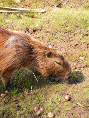 Capybara in a park eating grass