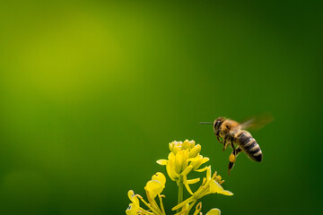 Bee flying over yello flower on the green and yellow blurry background
