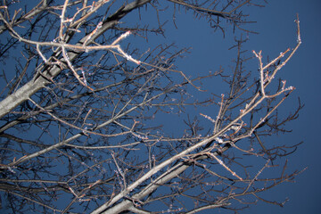 branches covered with snow