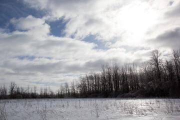 clouds in the forest
