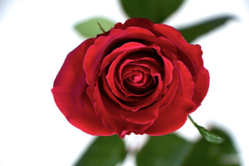 Valentine's Day. Flowers composition. frame made of rose flowers, background.