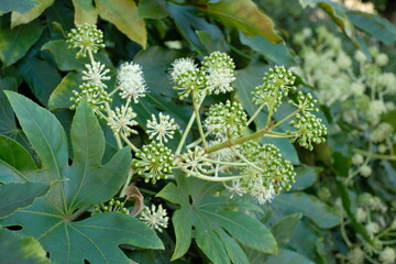 Fatsia japonica in full blooming