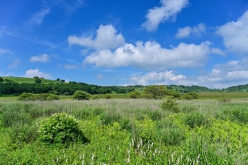 Fototapeta na wymiar 青空バックに見る夏の八島ヶ原湿原の情景＠長野