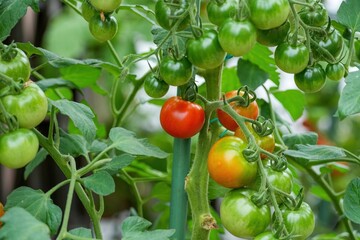 美味しそうに色づいてきたトマト