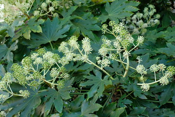 Fatsia japonica in full blooming