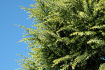 conifer against blue sky in the park