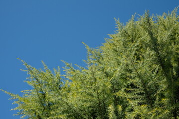 conifer against blue sky in the park