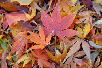 close up of autumn colored maple leaves