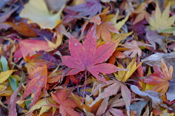 close up of autumn colored maple leaves